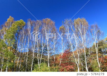 日光の白樺林 5764279