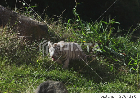 ホワイトタイガーの赤ちゃん 5764330