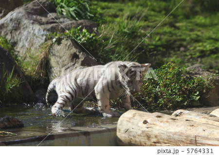 ホワイトタイガーの赤ちゃん 5764331