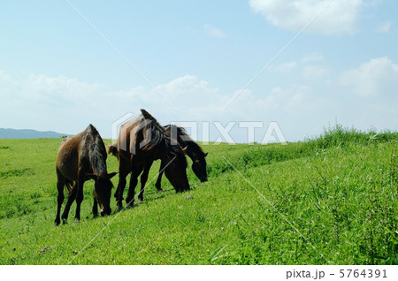 草を食べる岬馬2 5764391