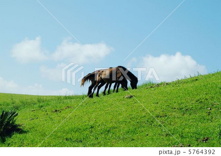 草を食べる岬馬3 5764392