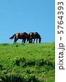 草を食べる岬馬4 5764393