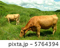 草を食べる赤牛1 5764394