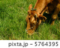 草を食べる赤牛2 5764395