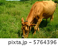 草を食べる赤牛3 5764396