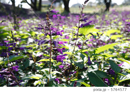 メドウセージの花畑 5764577