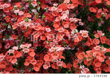 ディアスシアの花の写真素材