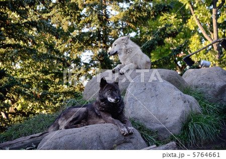 旭山動物園のオオカミ 5764661