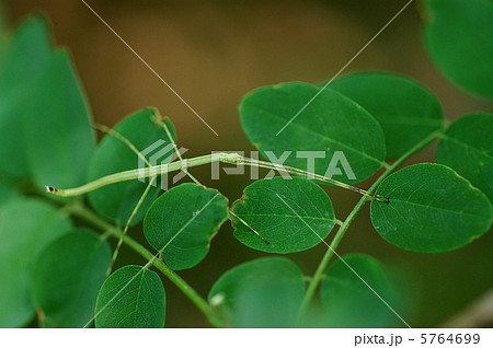 ナナフシ（ナナフシモドキ） 5764699