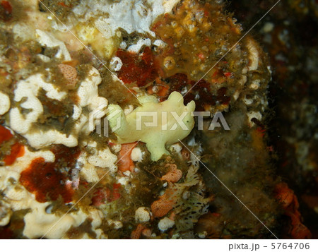 カエルアンコウ 5764706