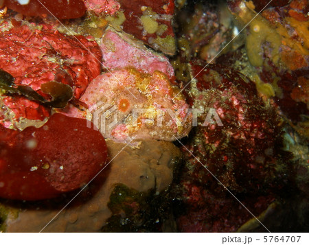 カエルアンコウ 5764707