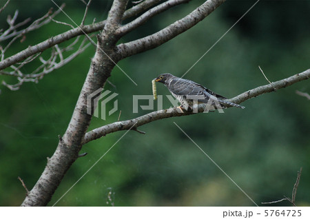 ツツドリ ツツドリ 5764725