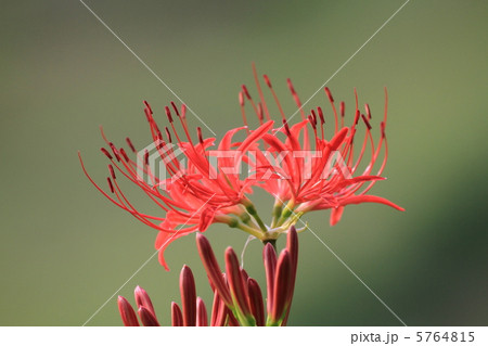ヒガンバナ ヒガンバナ 5764815