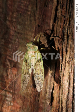 ニイニイゼミの羽化 ニイニイゼミの羽化 5764823