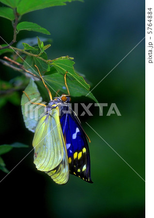 オオムラサキ羽化直後 オオムラサキ羽化直後 5764884