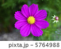 コスモス 5764988