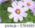 コスモス 5764989