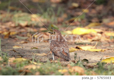 赤ツツドリ 5765083