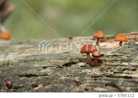 きのこ きのこ 5765112