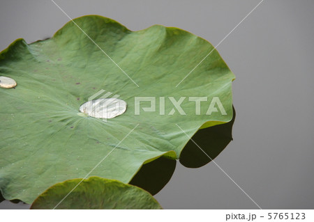 蓮の葉 5765123