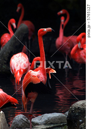 フラミンゴ 5765127