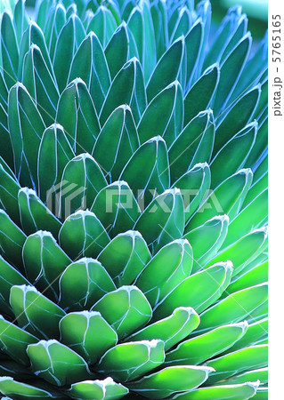 サボテン サボテン 5765165