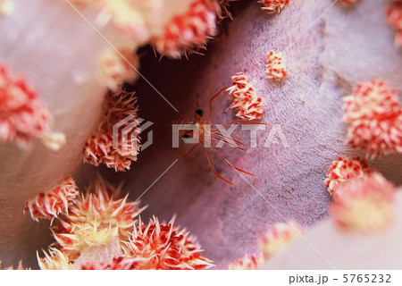 サラサエビ 5765232