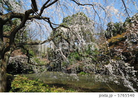 京都御苑　近衛邸跡の桜 5765540