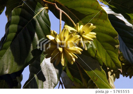 喜寿の木 5765555