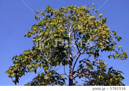 喜寿の木 5765556