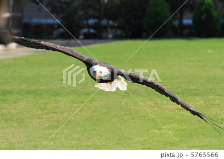 ハクトウワシ 5765566