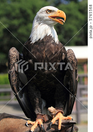 ハクトウワシ 5765568