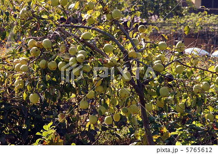 カリンの木 5765612