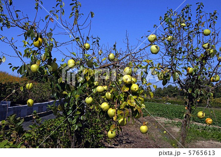 カリンの木 5765613