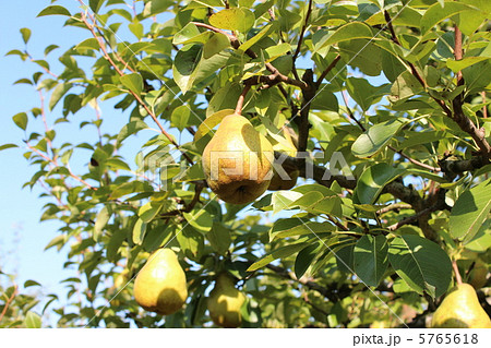 ラフランスの木 5765618