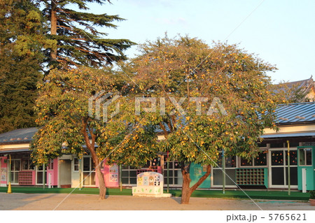 ある幼稚園の柿の木 ある幼稚園の柿の木 5765621