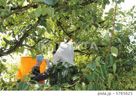 梨を収穫する人 5765625