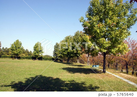 モミジバフウ 5765640