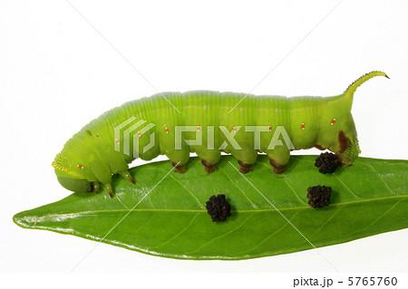 スズメガ科オオスカシバの幼虫の写真素材