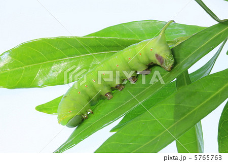 スズメガ科オオスカシバの幼虫 5765763