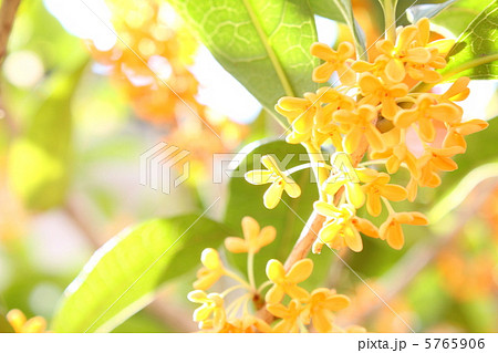 優しい香りの金木犀 優しい香りの金木犀 5765906