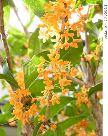 優しい香りの金木犀 5765911