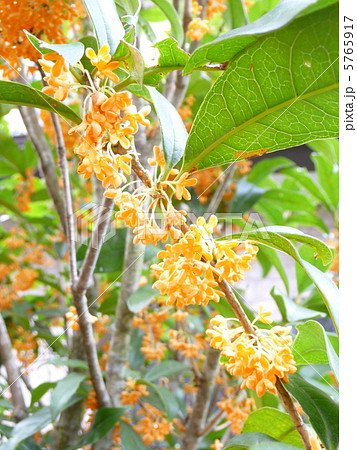 キンモクセイ 5765917