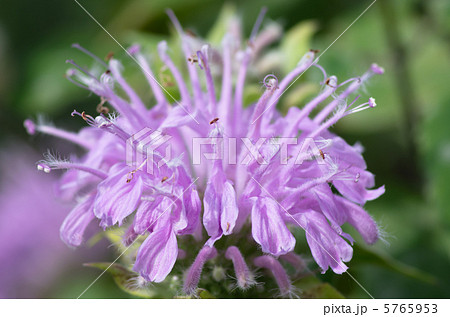 ベルガモット ベルガモット 5765953