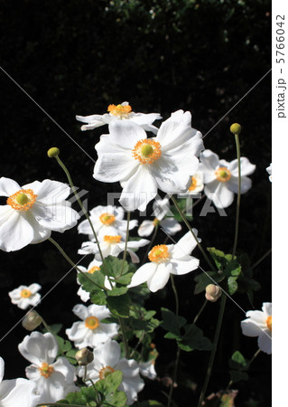 貴船菊 貴船菊 5766042