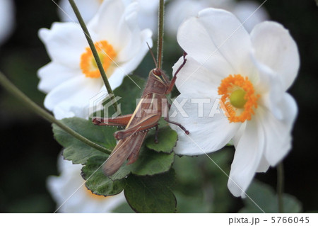 ツチイナゴと貴船菊 ツチイナゴと貴船菊 5766045