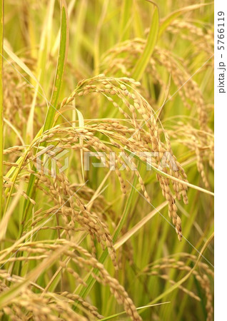 秋の稲穂 秋の稲穂 5766119