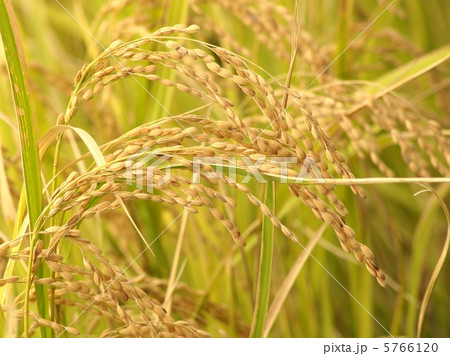 秋の稲穂 5766120