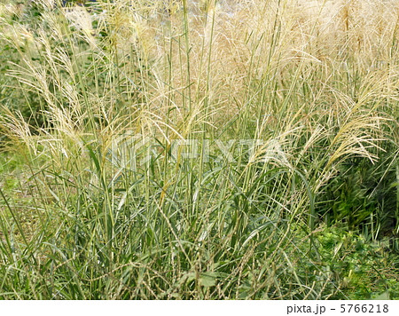 イトススキ（糸薄） 5766218