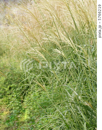 イトススキ（糸薄） 5766219
